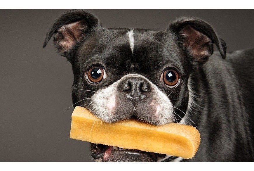 10 priežasčių kodėl jūsų šuniui patiks jako sūrio skanėstai